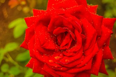 Bahçedeki tek bir ıslak kırmızı gülü yakından çek, boşluğun bir kopyasıyla birlikte. Yatay arkaplan kavramının çiğ, güzellik ve tazeliği olan bir gül. Çiçek açan gül DEWDROPS ile yakın plan.