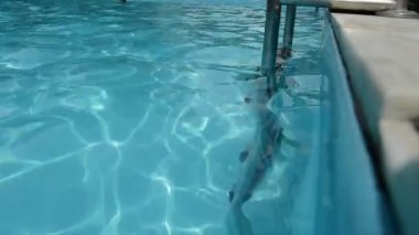 Havuza giden merdivenler, suda yansıma, mavi şeffaf su, dalgalı doku.,