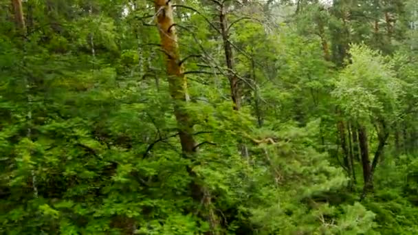 Sestup z hory na lanovce, pomalý pohyb po stromech v neproniknutelném houští, Altai, Rusko, HD video — Stock video