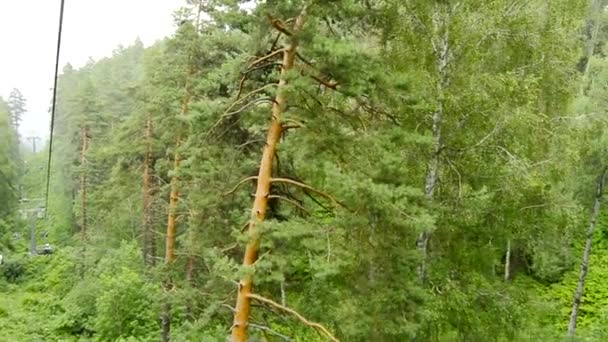 Discesa da una montagna su una funivia, movimento lento lungo gli alberi in una boscaglia invalicabile, Altai, Russia, video HD — Video Stock