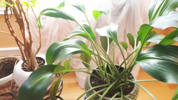 Potten Met Overdekte Tropische Bloemen Zijn Vloer Kamer Indoor Planten — Stockvideo