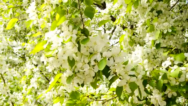 春天里 苹果枝头绽放着白色的花朵 伴随着轻风 一根树枝在移动的特写 在阳光明媚的日子 苹果枝条在春天盛开 — 图库视频影像