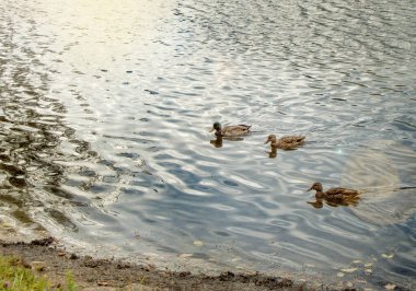 Sonbaharda gölde üç ördek yüzer. Açıkta bir uzay kopyası..