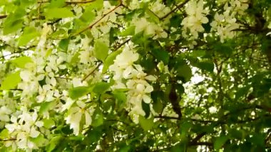 İlkbaharda hafif bir rüzgarla çiçek açan Apple dalları. Hareket eden bir dalın yakın çekimi. Güneşli bir günde ilkbaharda açan elma dalı