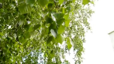 İlkbaharda hafif bir rüzgarla çiçek açan Apple dalları. Hareket eden bir dalın yakın çekimi. Güneşli bir günde ilkbaharda açan elma dalı