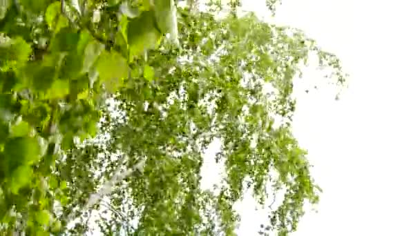 Весною Білі Квітучі Гілки Apple Легким Вітром Переміщення Гілочки Гілка — стокове відео