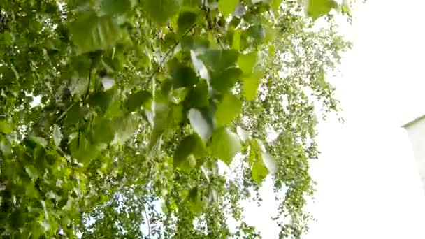 Vitt Blommande Äpple Grenar Sig Våren Med Lätt Vind Närbild — Stockvideo