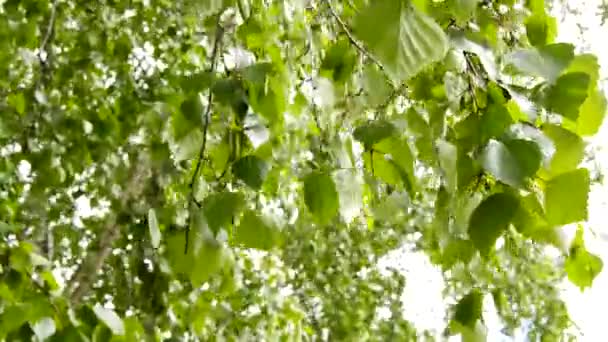 Fioritura Bianca Rami Mela Primavera Con Vento Leggero Primo Piano — Video Stock