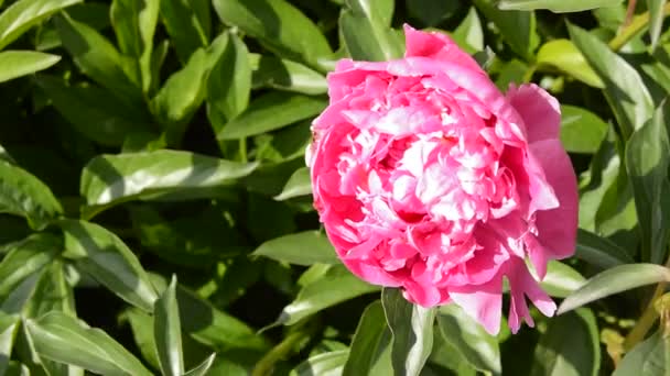开了花的牡丹布什 开着粉红的花 夏日花园正午的阳光 风中飘扬着花朵 — 图库视频影像