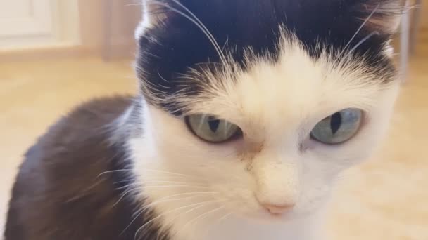 Lindo Lindo Gato Doméstico Blanco Negro Sentado Tranquilamente Piso Apartamento — Vídeo de stock