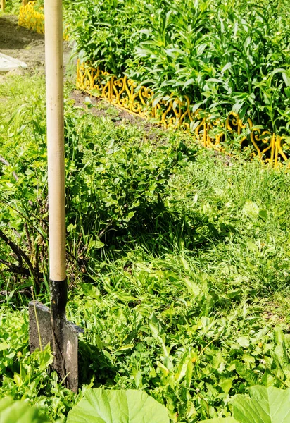 Foreground Large Bayonet Shovel Digging Beds Background Grass Flower Bed — Stock Photo, Image