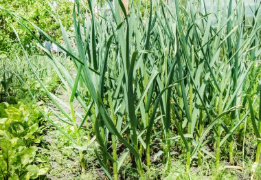 Bahçeye yakın çekim yapan sarımsak sapları yaz günü güneşli bir havada toprakta filizlenir. Organik sebze yetiştirme kavramı..