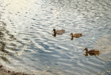 Sonbaharda gölde üç ördek yüzer. Açıkta bir uzay kopyası..