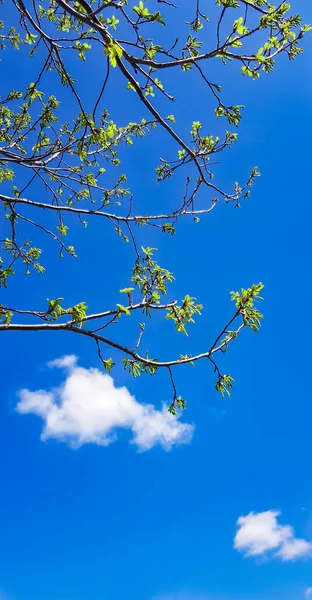 Fiatal tölgyfa levelek virágoznak egy ágon a tiszta kék tavaszi égbolttal szemben. Függőleges keret, okostelefon — Stock Fotó