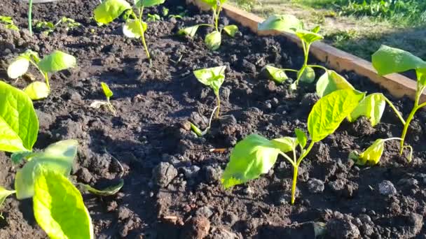 Cultivo de verduras en un jardín en el suelo - pequeñas plantas de berenjena se plantan en el suelo, el viento sacude los tallos en una mañana soleada, primavera, verano, 4K VIDEO — Vídeos de Stock