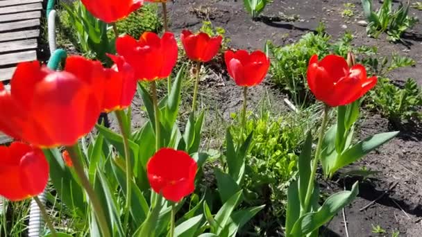 Rüzgarda Sallanan Kırmızı Laleler Açık Bir Çiçek Tarhında Bahçenizde Çiçek — Stok video