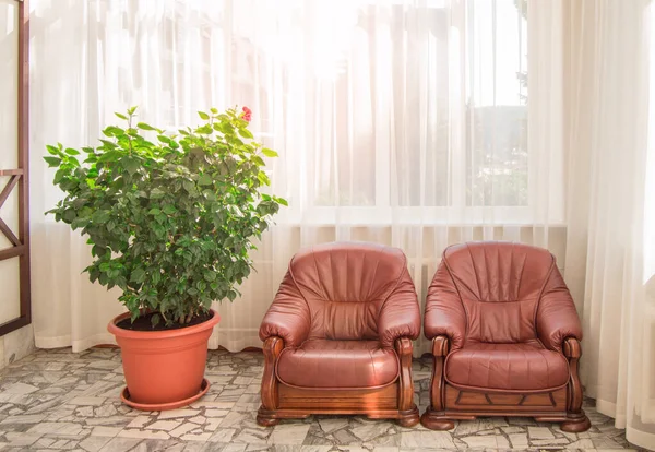 Two leather armchairs and a potted flower - a luxurious interior of a modern hotel, empty, nobody.