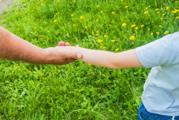 A strong father\'s hand leads his child son through the grass with yellow dandelions, nature outdoors, trust in the family concept.
