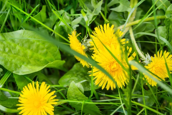 Close-up of plantain and Yellow dandelion in a meadow, top view, Sunny day.