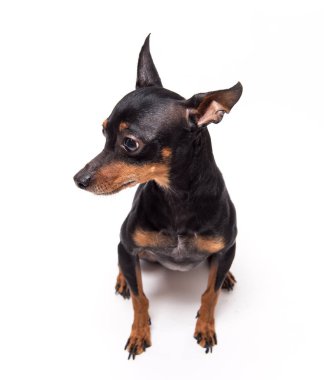 Minyatür pinscher beyaz arka plan üzerinde oturan