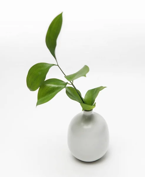 Зеленый лист керамической вазы на белом фоне — стоковое фото