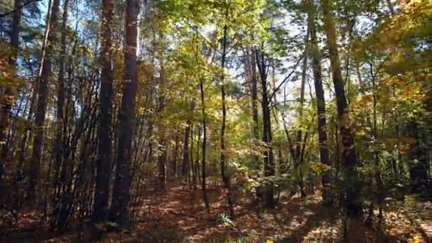 In the Forest among the Foliage — Stock Video