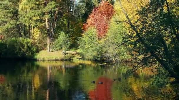 Kaczki na jesień jezioro — Wideo stockowe
