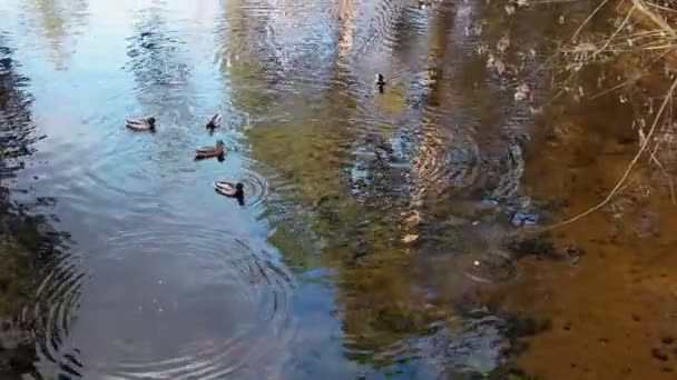 Kaczki na jeziorze — Wideo stockowe