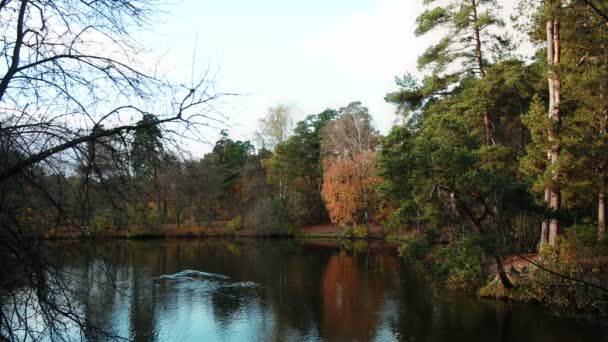 Утки на Осеннем озере — стоковое видео