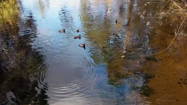 Ducks on the Lake — Stock Video