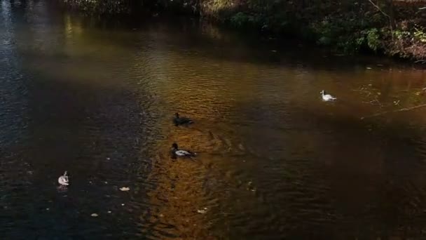 Ankor på hösten sjö — Stockvideo