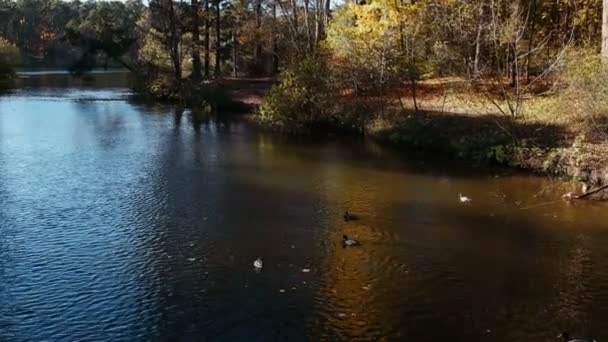 Enten auf dem Herbstsee — Stockvideo
