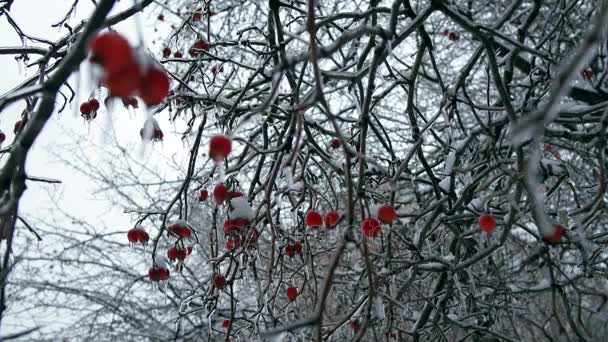 Bosque de invierno en Navidad — Vídeo de stock