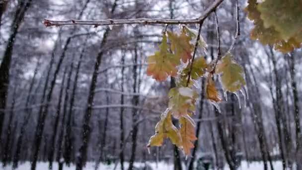 Bosque de invierno en Navidad — Vídeo de stock