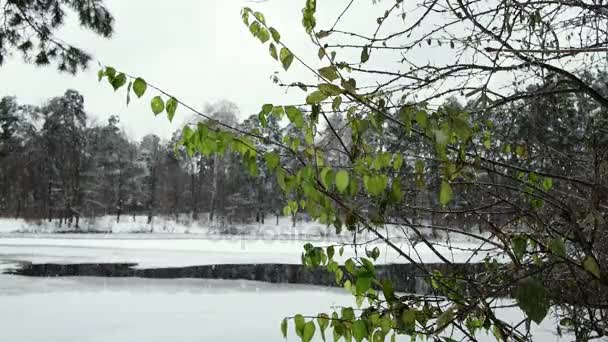 Bosque de invierno en Navidad — Vídeo de stock