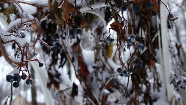 Bosque de invierno en Navidad — Vídeos de Stock