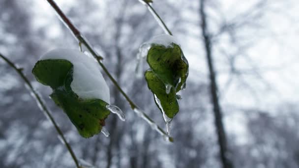 Bosque de invierno en Navidad — Vídeos de Stock