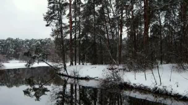 Winter Forest vid jul — Stockvideo