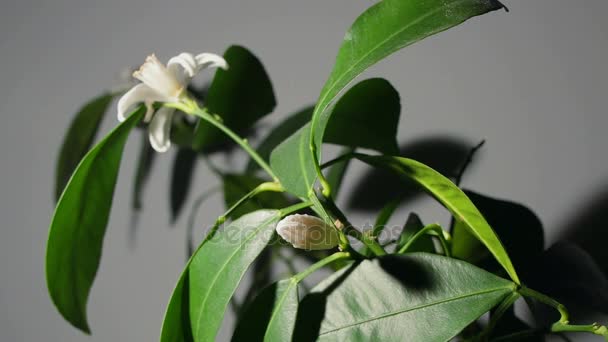 Flor y árbol en flor — Vídeo de stock