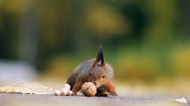 Sincap ve bazı fındık