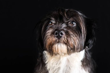 küçük köpek siyah ve beyaz yüzü