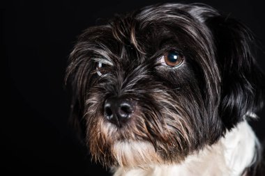 küçük köpek siyah ve beyaz yüzü