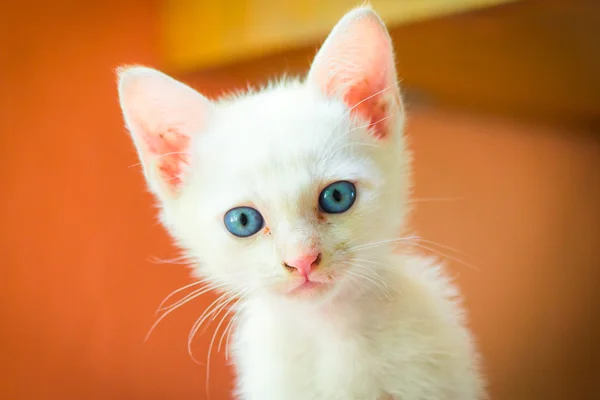 Witte katten met blauwe ogen Stockafbeelding