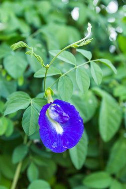 Asya pigeonwings veya kelebek bezelye