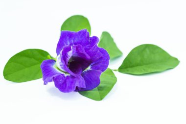 Asya pigeonwings veya kelebek bezelye