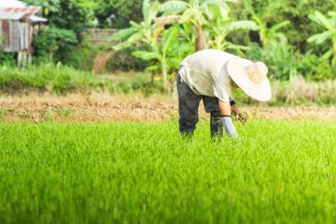 Çeltik çalışan bir çiftçi