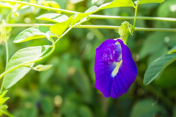 Aziatische pigeonwings of vlinder pea Stockfoto