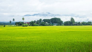 Pirinç tarlası manzarası.