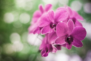 güzel orkide çiçek
