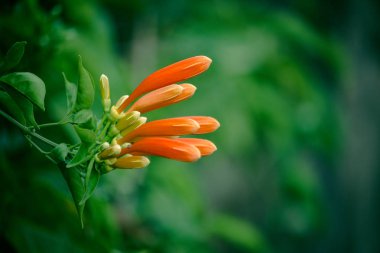Turuncu trompet, alev çiçek, yangın kraker asma